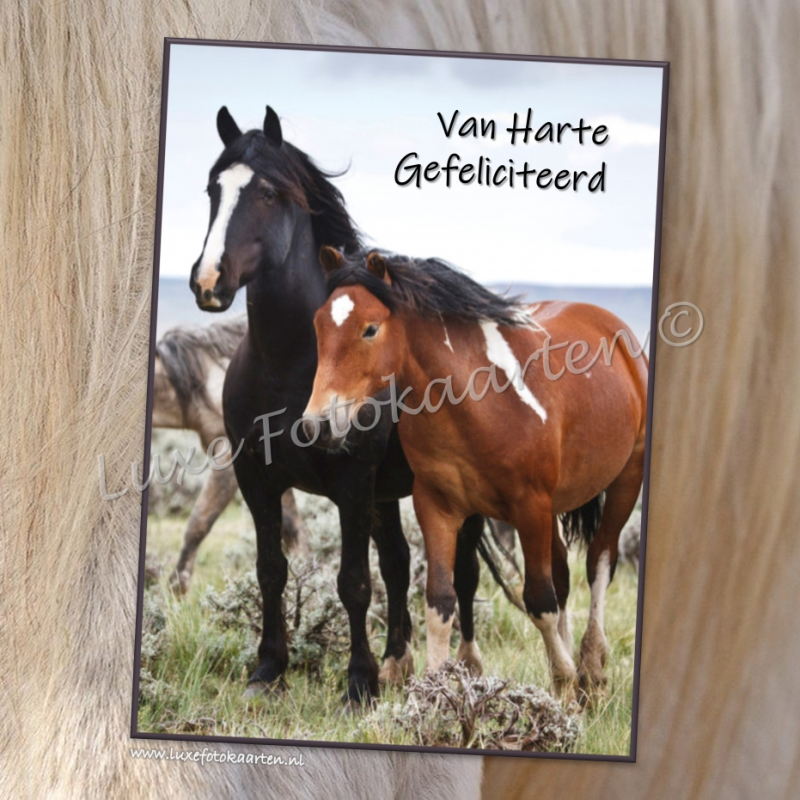Gefeliciteerd Kind - paarden
